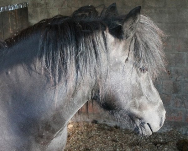 Zuchtstute Wellenbergs Sarina (Shetland Pony, 2003, von Mart v.Graafland)