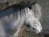 Zuchtstute Wellenbergs Sarina (Shetland Pony, 2003, von Mart v.Graafland)