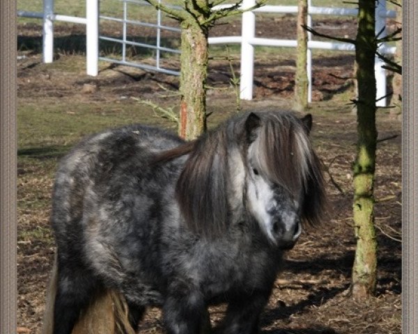 Zuchtstute Wellenbergs Sunshine (Shetland Pony, 2007, von Indio)