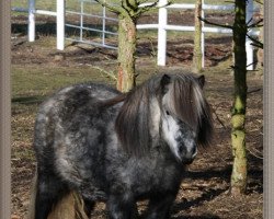 broodmare Wellenbergs Sunshine (Shetland Pony, 2007, from Indio)