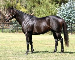 stallion O'Lonhro xx (Thoroughbred, 2005, from Lonhro xx)