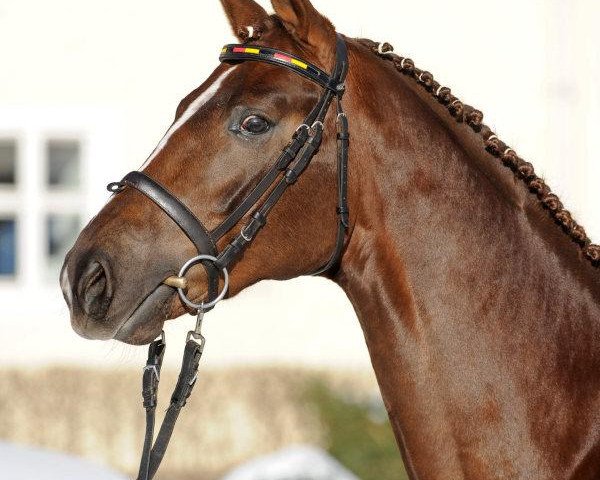 stallion Si Senjor (Hanoverian, 2007, from Sir Donnerhall I)