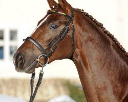 stallion Si Senjor (Hanoverian, 2007, from Sir Donnerhall I)