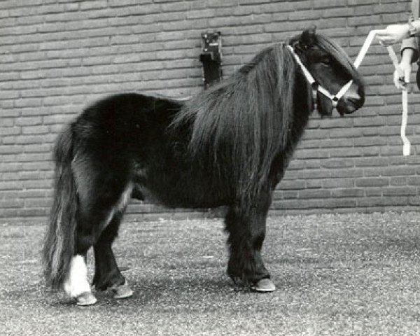 stallion Taco v.d. Eickenwal (Shetland pony (under 87 cm), 1982, from Janco van de Eickenwal)