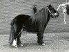 Deckhengst Taco v.d. Eickenwal (Shetland Pony (unter 87 cm), 1982, von Janco van de Eickenwal)