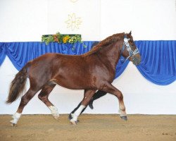 stallion Nusswald (South German draft horse, 2008, from Nussknacker)