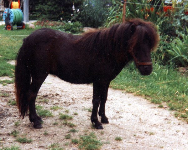 Pferd Rosa von Repgow (Shetland Pony (unter 87 cm), 1998, von Right Rhum van de Hesterhoeve)