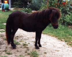 horse Rosa von Repgow (Shetland pony (under 87 cm), 1998, from Right Rhum van de Hesterhoeve)