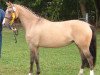 Zuchtstute Citou de Luxe (Deutsches Reitpony, 2005, von FS Champion de Luxe)