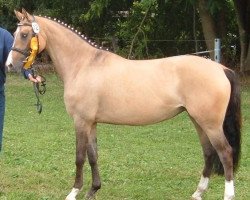 Zuchtstute Citou de Luxe (Deutsches Reitpony, 2005, von FS Champion de Luxe)