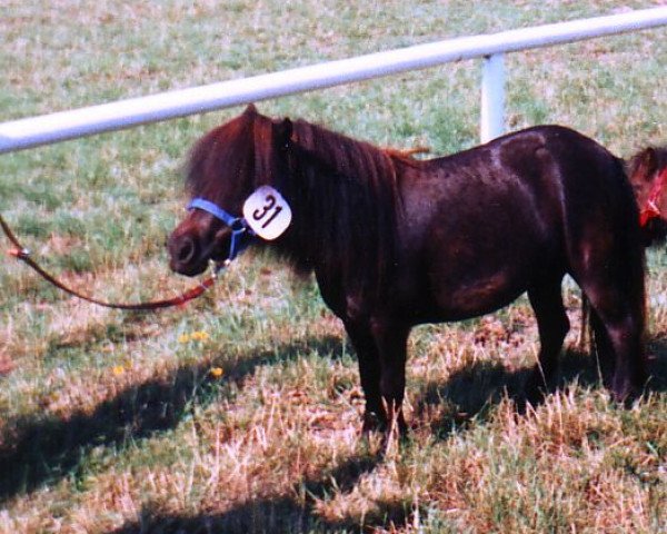 Zuchtstute Rebecca (Shetland Pony (unter 87 cm), 1992, von Rio Palouse)