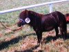 Zuchtstute Rebecca (Shetland Pony (unter 87 cm), 1992, von Rio Palouse)