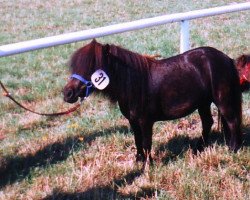 broodmare Rebecca (Shetland pony (under 87 cm), 1992, from Rio Palouse)