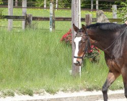 dressage horse Peu a Peu 6 (Westfale, 1997, from Paradiso)