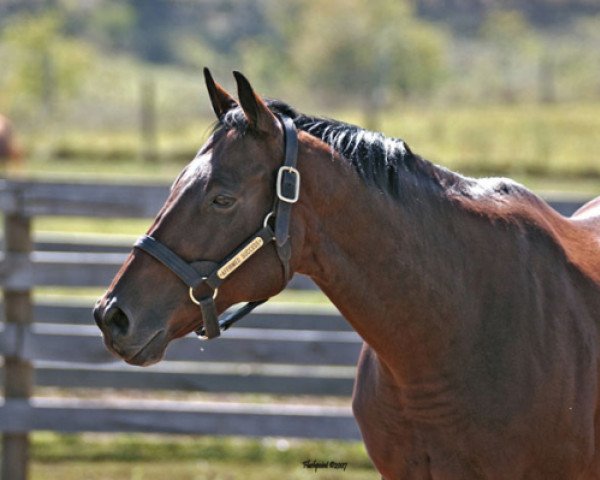 horse Affirmed Success xx (Thoroughbred, 1994, from Affirmed xx)