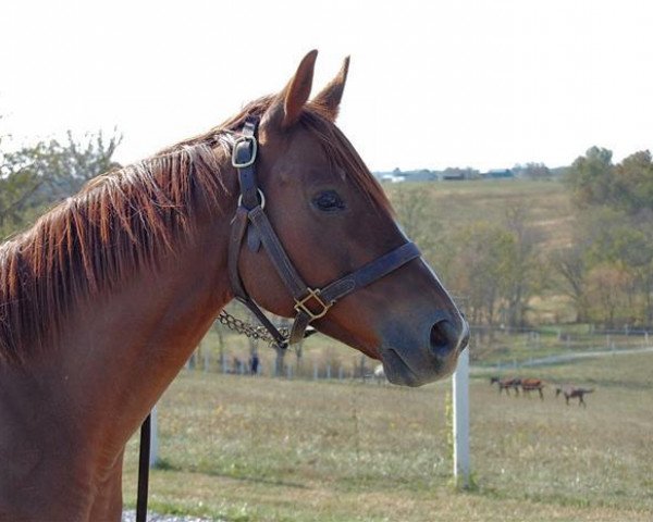 horse A.P. Slew xx (Thoroughbred, 1999, from Geri xx)