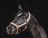 dressage horse Peaply R.o. (German Riding Pony, 2011, from Take it easy)