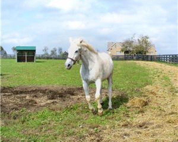 Pferd Benburb xx (Englisches Vollblut, 1989, von Dr. Carter xx)