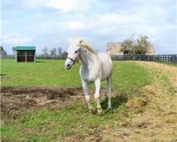 horse Benburb xx (Thoroughbred, 1989, from Dr. Carter xx)