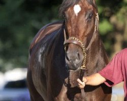 horse Thiskyhasnolimit xx (Thoroughbred, 2007, from Sky Mesa xx)