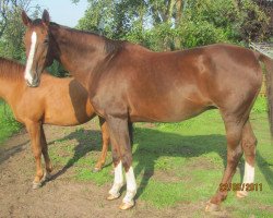 dressage horse Doublepte (Oldenburger, 1992, from Donnerschwee)