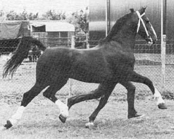 Deckhengst Proloog (Koninklijk Warmbloed Paardenstamboek Nederland (KWPN), 1974, von Hoogheid)