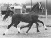 stallion Proloog (Dutch Warmblood, 1974, from Hoogheid)