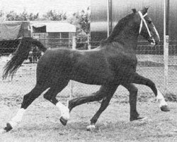 Deckhengst Proloog (KWPN (Niederländisches Warmblut), 1974, von Hoogheid)