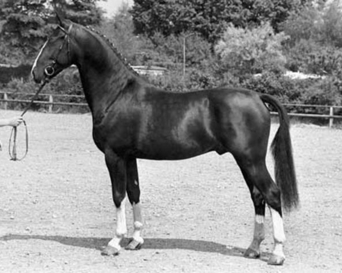 Deckhengst Farao (Belgisches Warmblut, 1987, von Wouter)