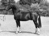 stallion Farao (Belgian Warmblood, 1987, from Wouter)