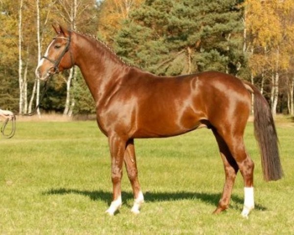stallion Retoucheur (Hanoverian, 2004, from Rotspon)