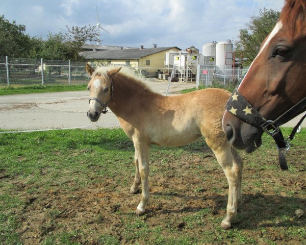 Zuchtstute Nelly (Haflinger, 2013, von Nestroy)