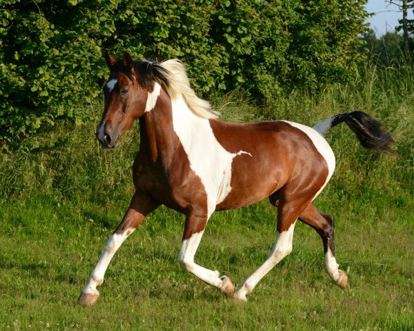 horse Partout (Oldenburg, 2004)