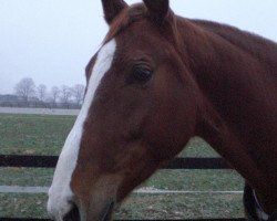 broodmare Wasari (Oldenburg, 2003, from Rohdiamant)