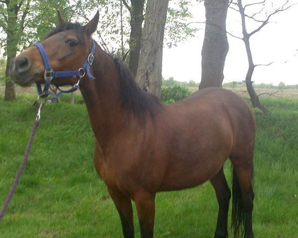 broodmare Erle (German Riding Pony, 1993, from Night-Fire)