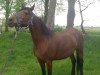 broodmare Erle (German Riding Pony, 1993, from Night-Fire)