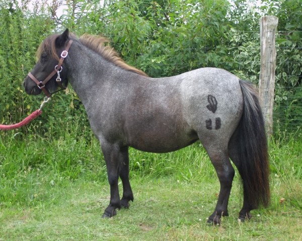 horse Honsa von Repgow (Shetland pony (under 87 cm), 2008, from Sir Paul)
