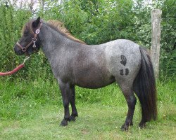 Pferd Honsa von Repgow (Shetland Pony (unter 87 cm), 2008, von Sir Paul)