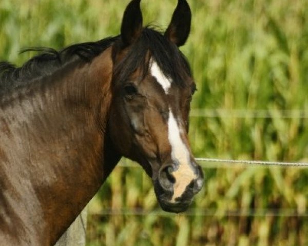 broodmare Wait and See (Hanoverian, 1990, from Wandervogel I)