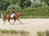 Dressurpferd Knightley (Trakehner, 2006, von Harlem Go)