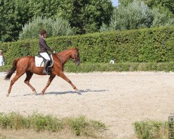 dressage horse Knightley (Trakehner, 2006, from Harlem Go)