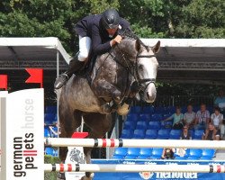 jumper Elwood 13 (Oldenburg show jumper, 2007, from Escudo I)