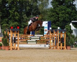 jumper Naloubet (Oldenburg show jumper, 2007, from Nintender)