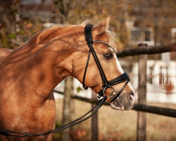 stallion Mr. Magic S WE (German Riding Pony, 2012, from FS Mr. Right)