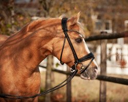 Deckhengst Mr. Magic S WE (Deutsches Reitpony, 2012, von FS Mr. Right)