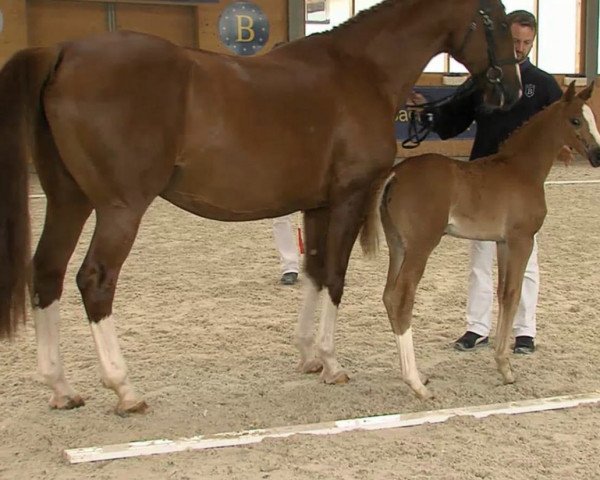 broodmare Escada MB (Bavarian, 2009, from Rotgold)