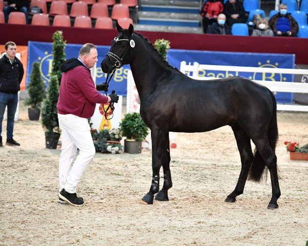 stallion Dante's Dream (German Sport Horse, 2019, from Dante's Stern)