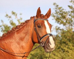 dressage horse Brevino (Mecklenburg, 2014, from Bretton Woods)