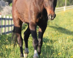 Pferd Rumien (Polnisches Warmblut, 1993, von Trawant)