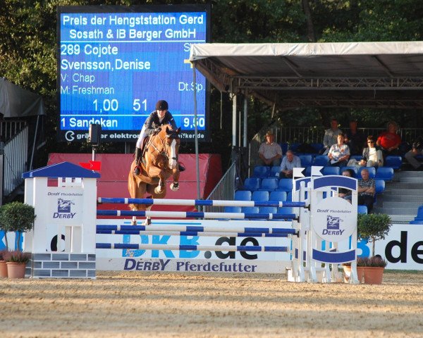 jumper Cojote (German Sport Horse, 2008, from Chap 47)